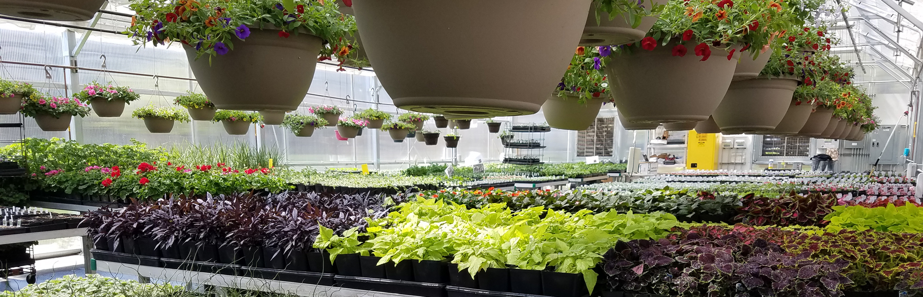 Woodland High School announces the return of the in-person 32nd Annual FFA Plant Sale on Friday, April 29