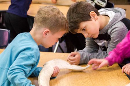 Students examined real whale bones including ribs and vertebrae