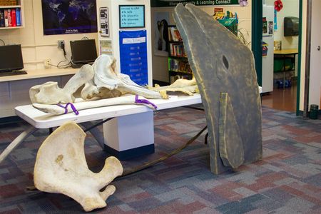 Following the presentation, students experienced marine life first-hand by feeling bones and other props Ford brought along